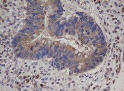 HBS1L Mouse anti-Human, Clone: OTI1A2, liquid, TrueMAB 100 &mu;L; Unconjugated:Antibodies,