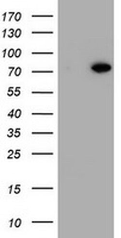 HBS1L Monoclonal Antibody (OTI1A7), TrueMAB , OriGene:Antibodies:Primary