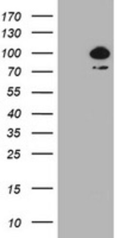 HBS1L Mouse anti-Human, Clone: OTI1F11, lyophilized, TrueMAB 100 &mu;g;