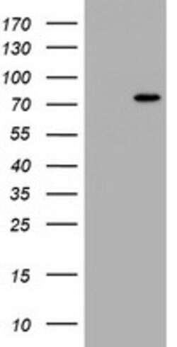 HBS1L Mouse anti-Human, Clone: OTI1B6, lyophilized, TrueMAB 100 &mu;g;