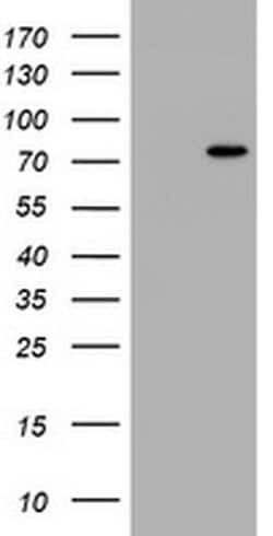 HBS1L Monoclonal Antibody (OTI1B6), TrueMAB , OriGene 100 &mu;L; Unconjugated:Antibodies,