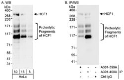 HCF1 Rabbit anti-Human, Polyclonal, Bethyl Laboratories 100 &mu;L; Unconjugated:Antibodies,