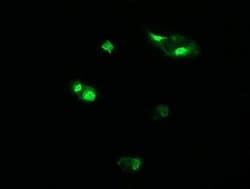 HCFC2 Mouse anti-Human, Clone: OTI5H9, TrueMAB , Origene 30 &mu;L; Unconjugated:Antibodies,