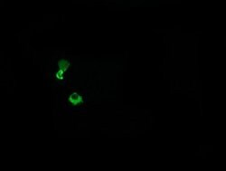 HCFC2 Monoclonal Antibody (OTI6C9), TrueMAB , OriGene 100 &mu;L; Unconjugated:Antibodies,