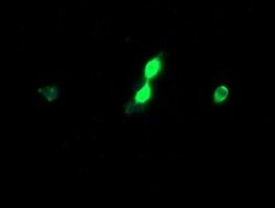 HCFC2 Mouse anti-Human, Clone: OTI4E11, lyophilized, TrueMAB 100 &mu;g;