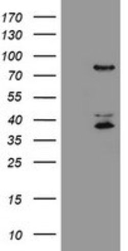 HCFC2 Mouse anti-Human, Clone: OTI2H1, lyophilized, TrueMAB 100 &mu;g;