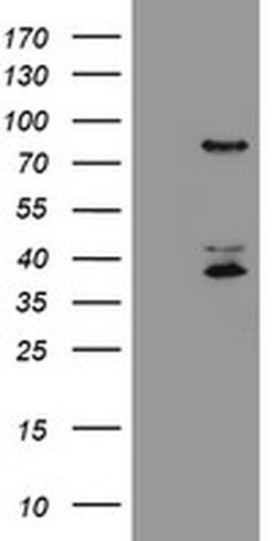 HCFC2 Monoclonal Antibody (OTI2H1), TrueMAB , OriGene:Antibodies:Primary