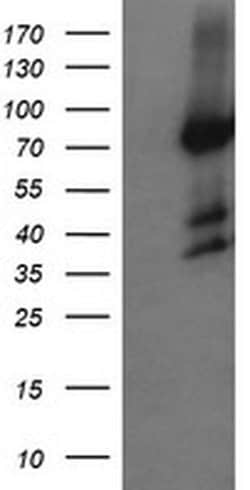 HCFC2 Mouse anti-Human, Clone: OTI5H9, TrueMAB , Origene 30 &mu;L; Unconjugated:Antibodies,