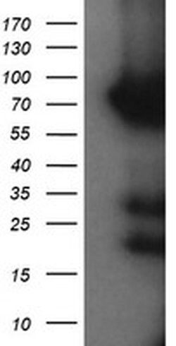 HCFC2 Monoclonal Antibody (OTI6C9), TrueMAB , OriGene 100 &mu;L; Unconjugated:Antibodies,