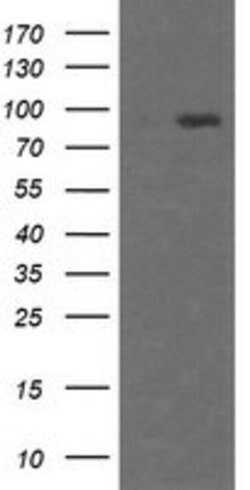 HCFC2 Mouse anti-Human, Clone: OTI4E11, lyophilized, TrueMAB 100 &mu;g;
