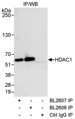 HDAC1 Rabbit anti-Human, Polyclonal, Bethyl Laboratories 10 &mu;L; Unconjugated:Antibodies,