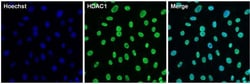 Invitrogen HDAC1 Polyclonal Antibody 100 &mu;g; Unconjugated:Antibodies,