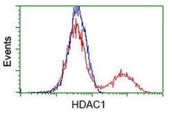 HDAC1 Monoclonal Antibody (OTI5C3), TrueMAB , OriGene:Antibodies:Primary