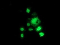 HDAC1 Monoclonal Antibody (OTI6F11), TrueMAB , OriGene 100 &mu;L; Unconjugated:Antibodies,