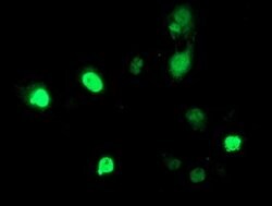 HDAC1 Mouse anti-Canine, Human, Mouse, Rat, Clone: OTI5F9, lyophilized,