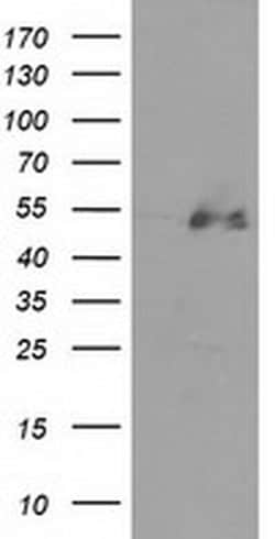 HDAC1 Monoclonal Antibody (OTI2E9), TrueMAB , OriGene 30 &mu;L; Unconjugated:Antibodies,