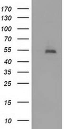 HDAC1 Monoclonal Antibody (OTI5C3), TrueMAB , OriGene 30 &mu;L; Unconjugated:Antibodies,