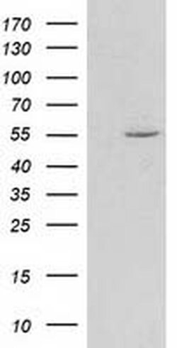 HDAC1 Monoclonal Antibody (OTI6F11), TrueMAB , OriGene 100 &mu;L; Unconjugated:Antibodies,