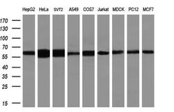 HDAC1 Mouse anti-Canine, Human, Mouse, Rat, Clone: OTI5F9, lyophilized,