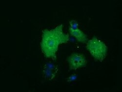 HDAC10 Mouse anti-Human, Clone: OTI1B1, lyophilized, TrueMAB 100 &mu;g;