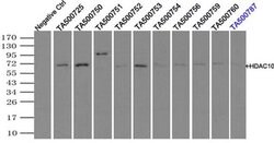 HDAC10 Mouse anti-Human, Clone: OTI5E2, liquid, TrueMAB 100 &mu;L; Unconjugated:Antibodies,