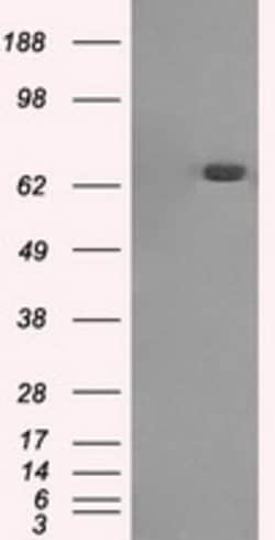 HDAC10 Mouse anti-Human, Clone: OTI6G5, lyophilized, TrueMAB 100 &mu;g;