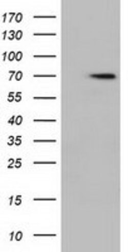 HDAC10 Mouse anti-Human, Clone: OTI1B1, lyophilized, TrueMAB 100 &mu;g;