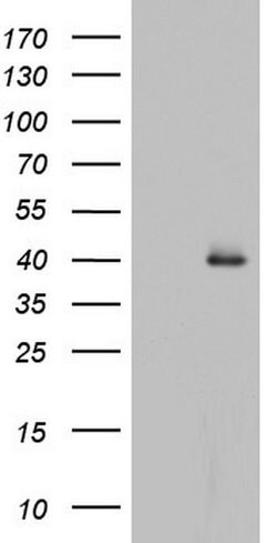 HDAC11 Mouse anti-Human, Clone: OTI2G5, lyophilized, TrueMAB 100 &mu;g;