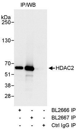 HDAC2 Rabbit anti-Human, Polyclonal, Bethyl Laboratories 100 &mu;L; Unconjugated:Antibodies,