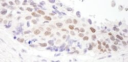 HDAC3 Rabbit anti-Human, Mouse, Polyclonal, Bethyl Laboratories 100 &mu;L;