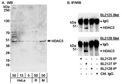 HDAC3 Rabbit anti-Human, Mouse, Polyclonal, Bethyl Laboratories 100 &mu;L;