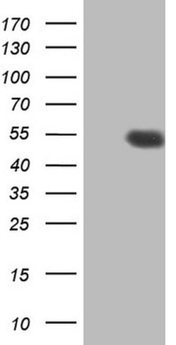 HDAC3 Mouse anti-Human, Clone: OTI4E10, lyophilized, TrueMAB 100 &mu;g;