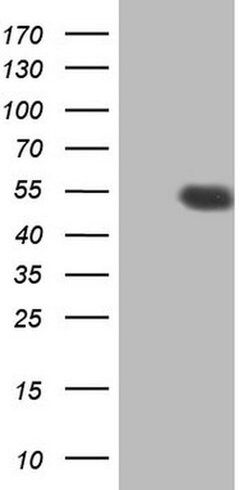 HDAC3 Monoclonal Antibody (OTI4E10), TrueMAB , OriGene:Antibodies:Primary
