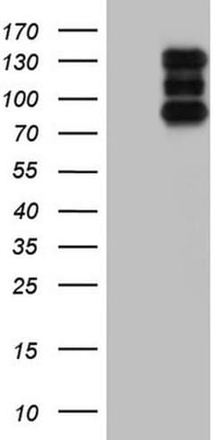 HDAC4 Monoclonal Antibody (OTI4A4), TrueMAB , OriGene 30 &mu;L | Buy Online | Origene Technologies | Fisher Scientific