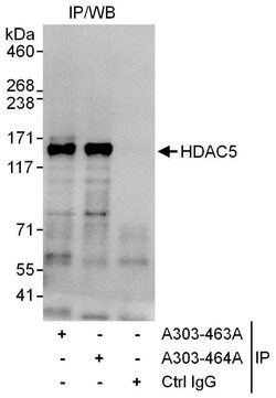 HDAC5 Rabbit anti-Human, Polyclonal, Bethyl Laboratories 10 &mu;L; Unconjugated:Antibodies,