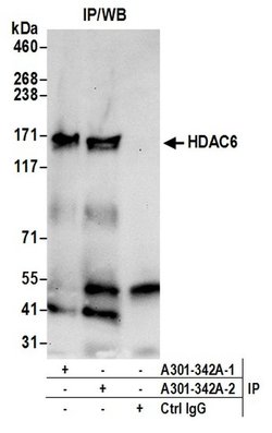 HDAC6 Rabbit anti-Human, Mouse, Polyclonal, Bethyl Laboratories 100 &mu;l;