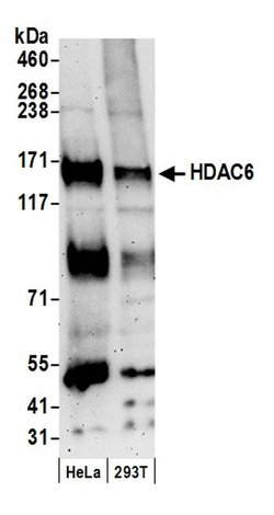HDAC6 Rabbit anti-Human, Mouse, Polyclonal, Bethyl Laboratories 100 &mu;l;