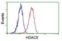 HDAC6 Mouse anti-Canine, Human, Rat, Clone: OTI1D11, liquid, TrueMAB 100