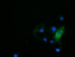 HDAC6 Mouse anti-Canine, Human, Rat, Clone: OTI1D11, liquid, TrueMAB 100