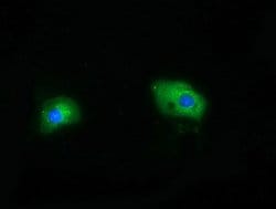 HDAC6 Mouse anti-Human, Clone: OTI3G7, lyophilized, TrueMAB 100 &mu;g;