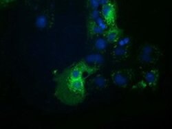 HDAC6 Monoclonal Antibody (OTI3F9), TrueMAB , OriGene 30 &mu;L; Unconjugated:Antibodies,