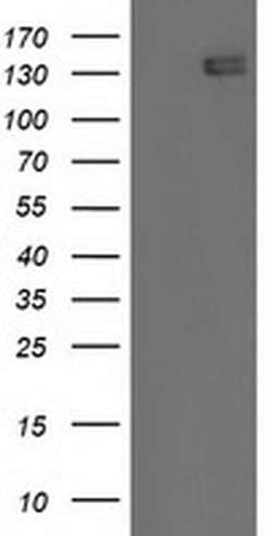 HDAC6 Monoclonal Antibody (OTI3F9), TrueMAB , OriGene 30 &mu;L; Unconjugated:Antibodies,