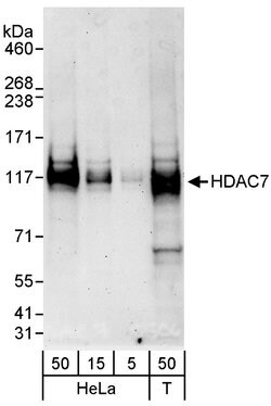 HDAC7 Rabbit anti-Human, Polyclonal, Bethyl Laboratories 100 &mu;l; Unlabeled:Antibodies,