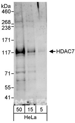 HDAC7 Rabbit anti-Human, Polyclonal, Bethyl Laboratories 100 &mu;L; Unconjugated:Antibodies,