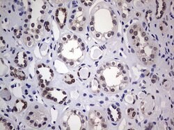HDAC9 Monoclonal Antibody (OTI3D10), TrueMAB , OriGene:Antibodies:Primary