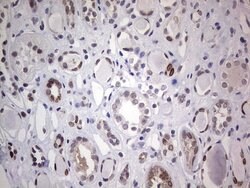 HDAC9 Mouse anti-Human, Clone: OTI5B8, lyophilized, TrueMAB 100 &mu;g;