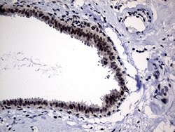 HDAC9 Monoclonal Antibody (OTI2A7), TrueMAB , OriGene:Antibodies:Primary