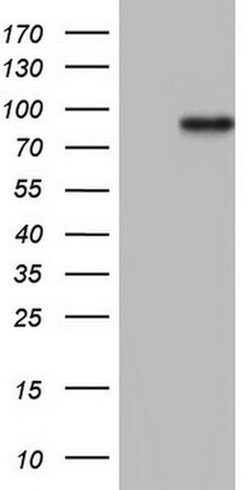 HDAC9 Mouse anti-Human, Clone: OTI6G4, lyophilized, TrueMAB 100 &mu;g;