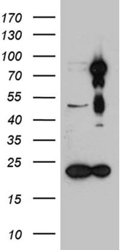 HDAC9 Monoclonal Antibody (OTI1H4), TrueMAB , OriGene:Antibodies:Primary