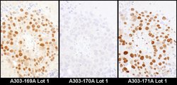 HDGF Rabbit anti-Human, Mouse, Polyclonal, Bethyl Laboratories 10 &mu;L;